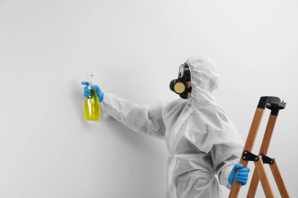 Why You Should Choose Our Mold Remediation Services in East San Gabriel, CA